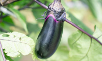 「ふかやさいアンバサダー」による深谷野菜の魅力発信がスタート！
