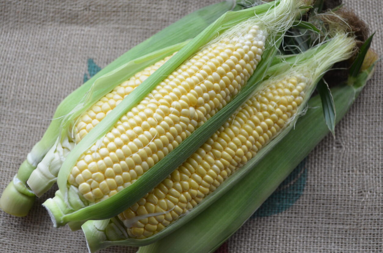 とっても甘 い 味来 は深谷の夏の到来を告げるミラクルスイートコーン Vegetable Theme Park Fukaya 深谷市