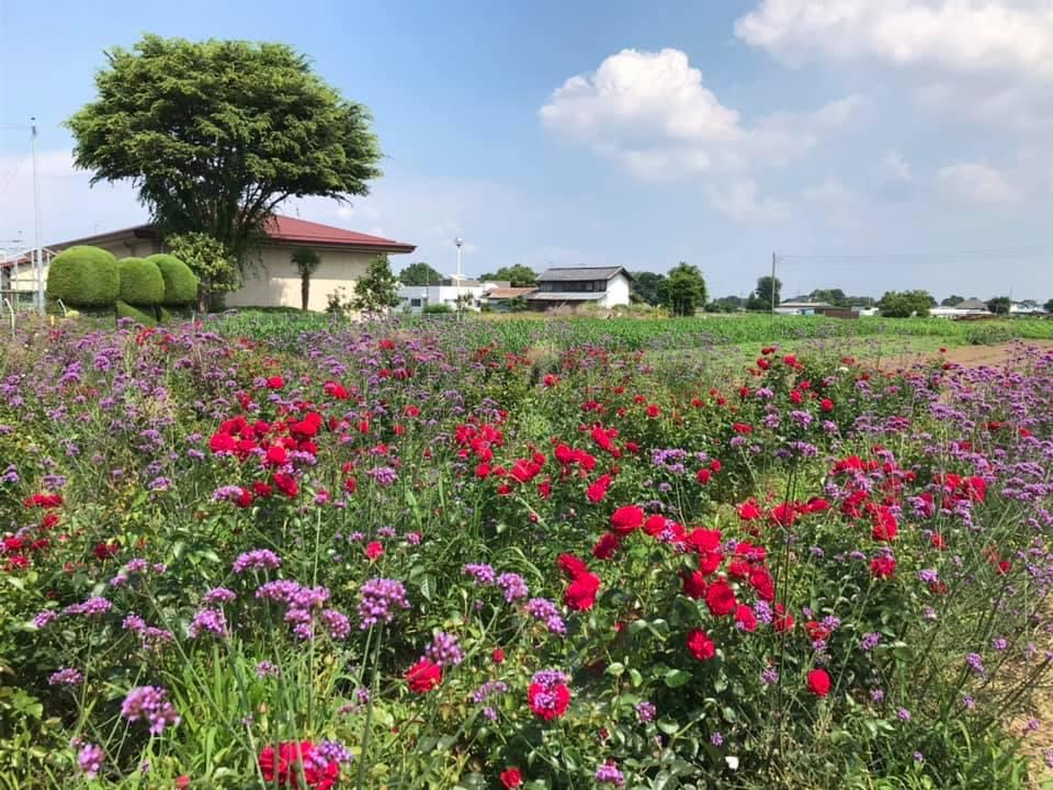 有機無農薬 食用バラ 栽培に情熱をそそぐ 深谷たんぽぽ 持田和樹さん Vegetable Theme Park Fukaya 深谷市