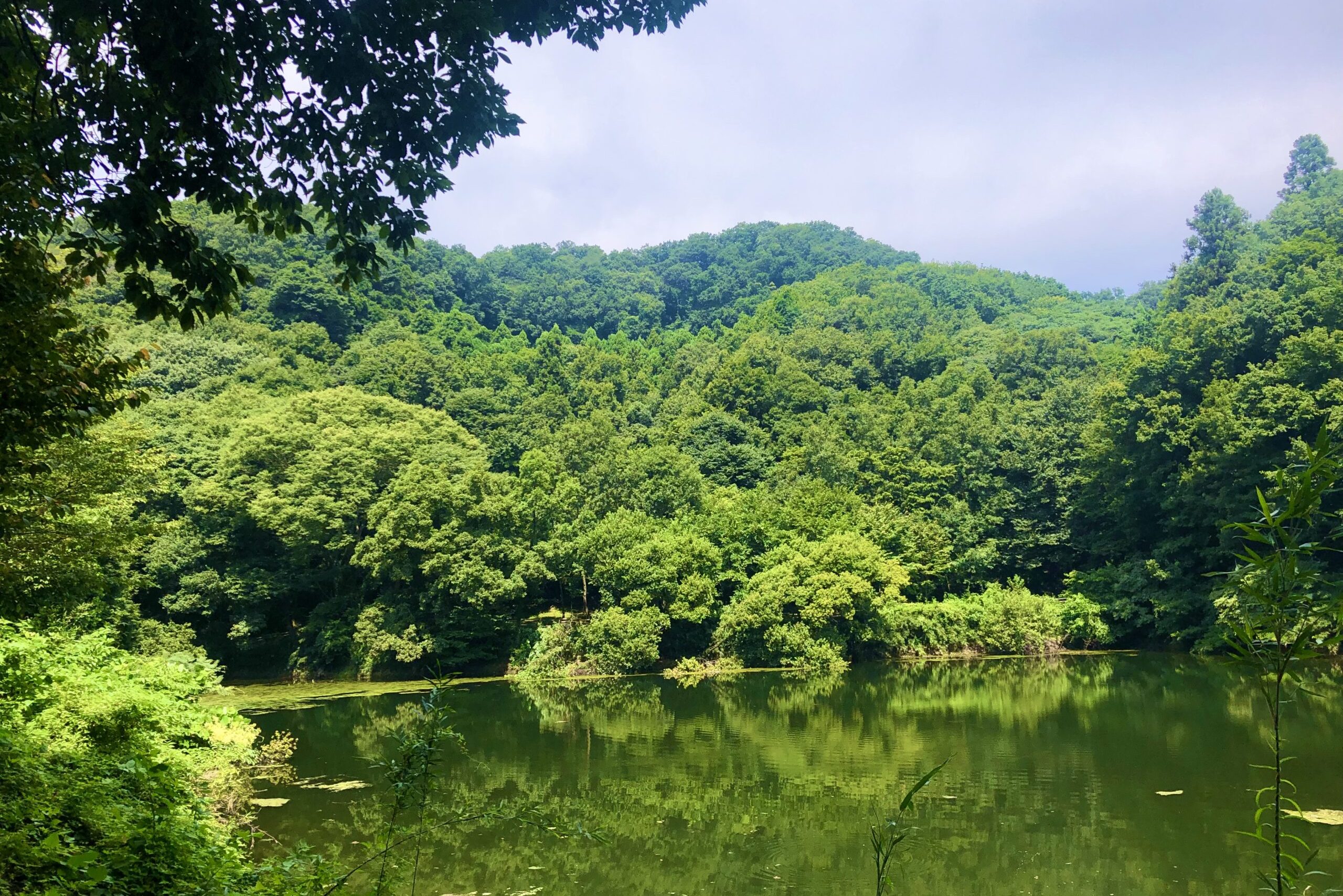 鐘撞堂山 ふるさとの森