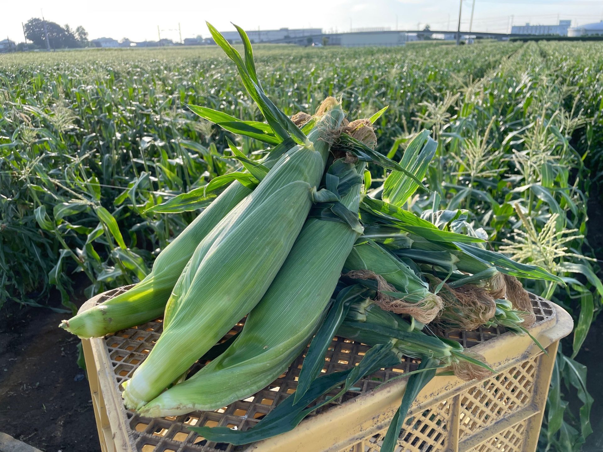 90547歩いて味わう野菜の楽しみ！ 深谷市でピザ作りととうもろこし収穫の観光ウォーキングツアー開催！