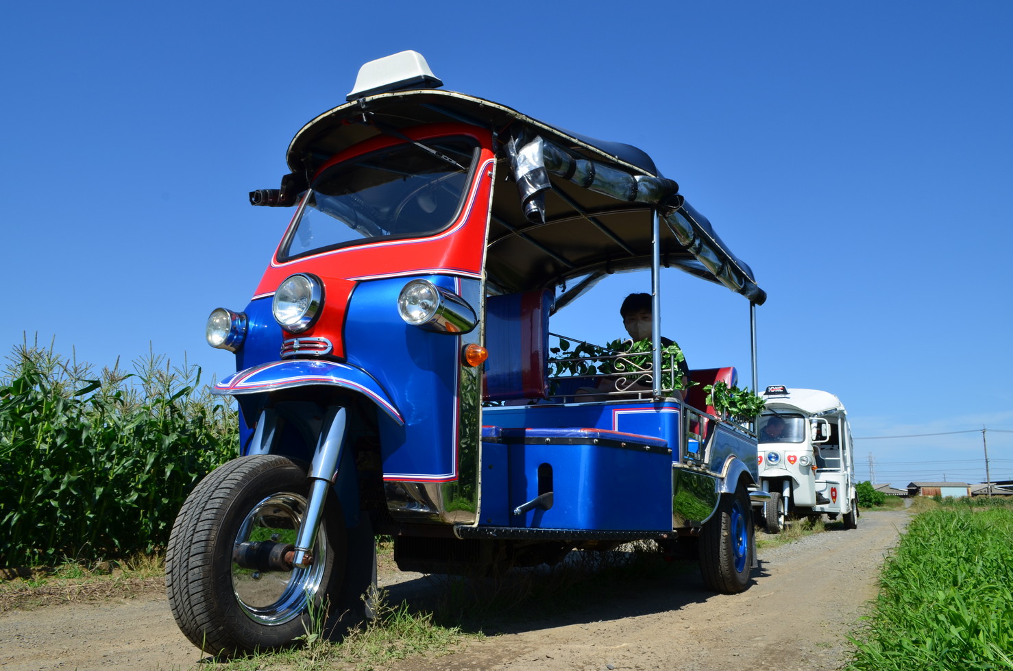 91240トゥクトゥクでワクワク！夏の冒険！ とうもろこしの収穫体験