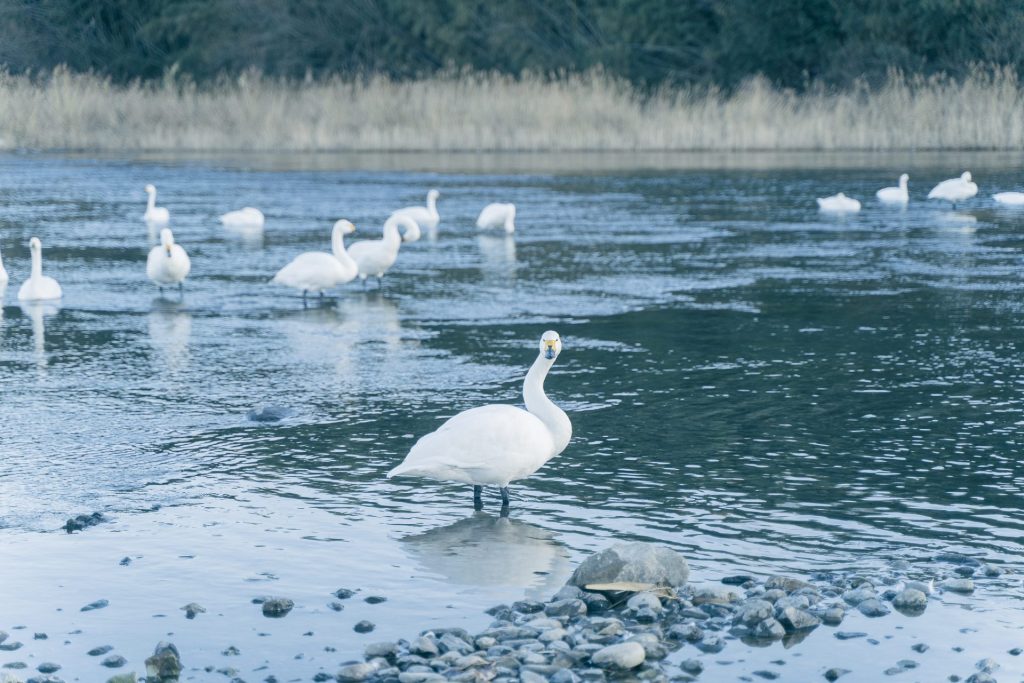 ふかや花園プレミアム・アウトレットへのドライブに！深谷市の白鳥飛来地は、野鳥観察＆フォトスポットにおすすめ！