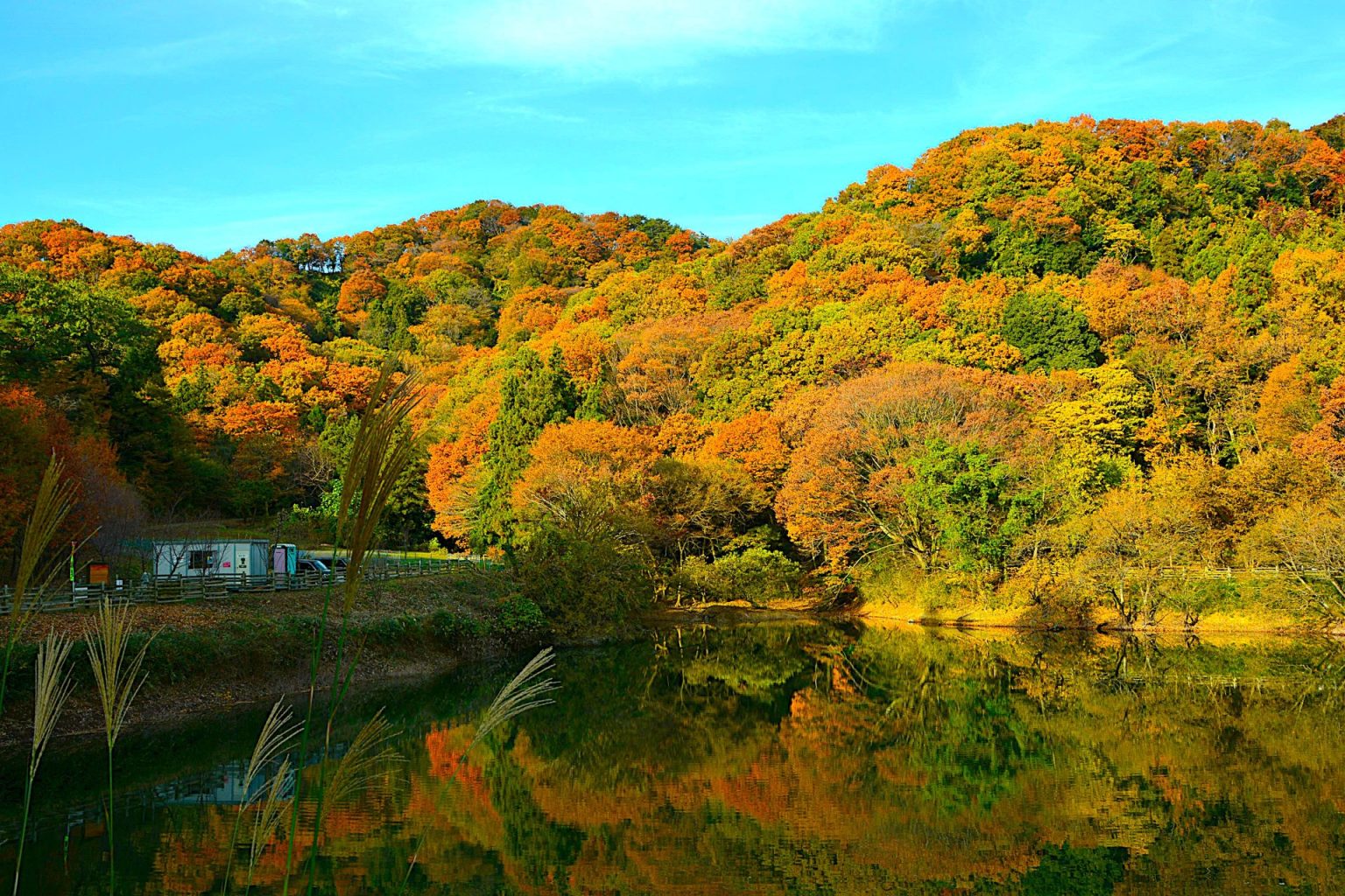 花園 アウトレット周辺 深谷市で紅葉狩りを楽しむ秋満載コース