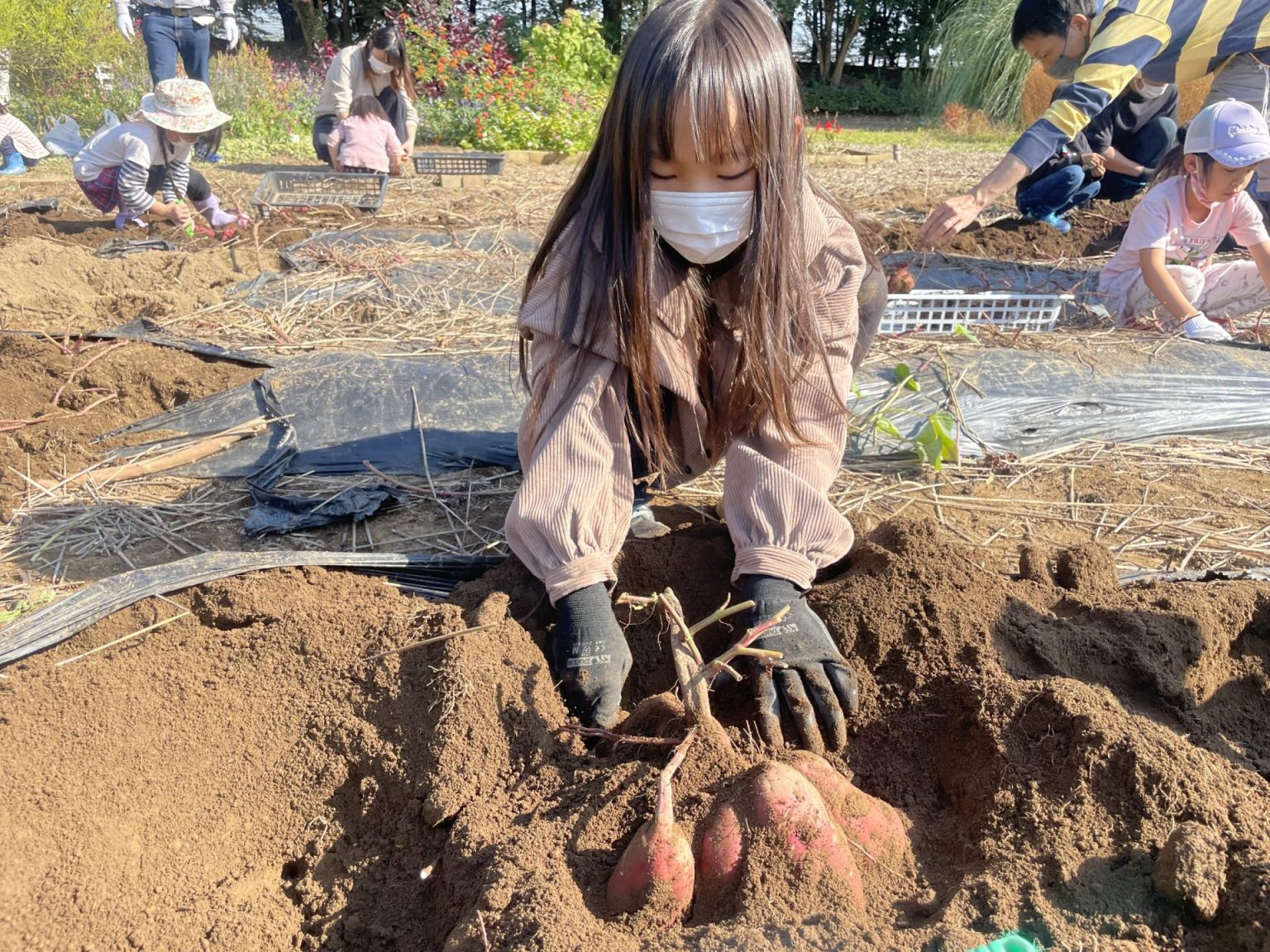 ～深谷えん旅～親子体操＆さつまいも掘り取り体験｜深谷グリーンパーク　パティオ