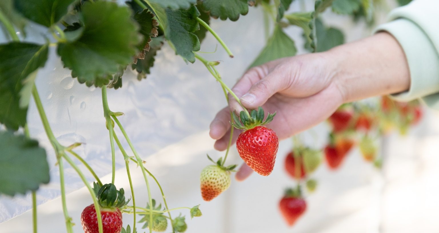 アットホームな「安藤農園」で楽しくいちご狩り＆ミニ牧場も！