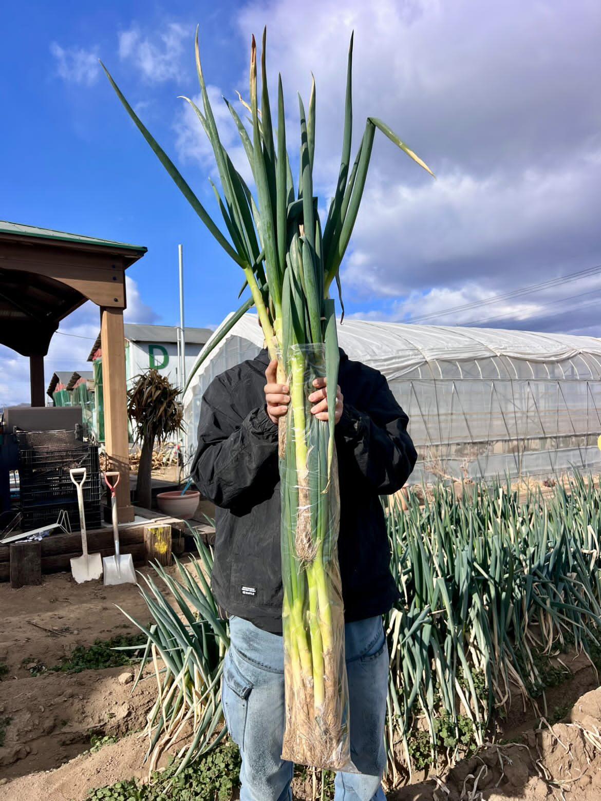 99686深谷ねぎの詰め放題・一本ネギ焼き｜Hanazono TAMAYA